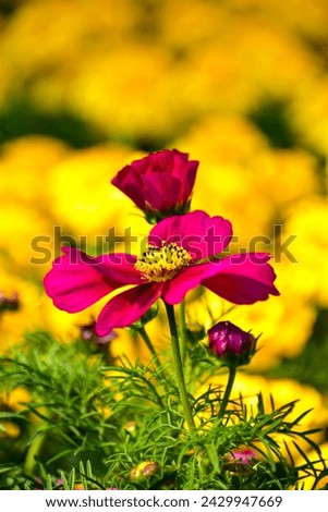 Close up of Garden Cosmos in the garden with sunlight. Pink and red garden cosmos flowers blooming Background. Nature and flower background. Flower and plant.