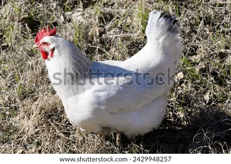 Delaware White Chicken Hen Full Body Royalty-Free Stock Photo #2429948257