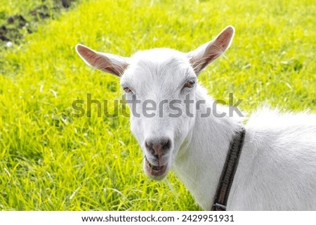 A goat is eating grass in the pasture