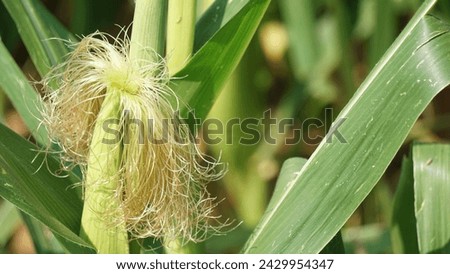 Beauty of maize: Female inflorescence with young silk in the meadow. Cultivation of corn in the open countryside. Late spring