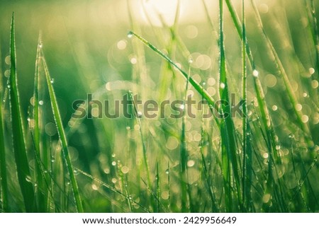 Fresh green grass with morning dew in a summer forest at sunrise. Macro image, shallow depth of field. Abstract summer nature background