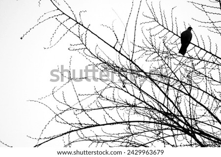 Monochrome picture of a pigeon resting on a dry tree branch