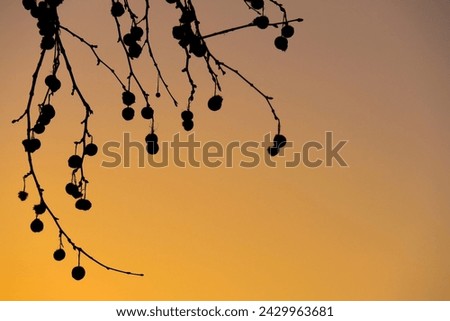 Branch texture of Platanus Hispanica at colorful sunset Royalty-Free Stock Photo #2429963681