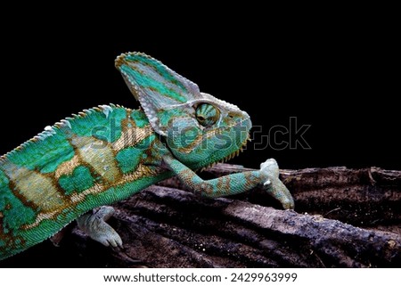 Exotic pet ambilobe chameleon on black