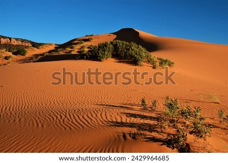 Coral Pink Sand Dunes State Park - it features uniquely pink-hued sand dunes located beside red sandstone cliffs (between Mount Carmel Junction and Kanab, southwestern Utah, United States) Royalty-Free Stock Photo #2429964685