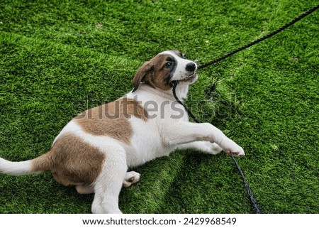 A small puppy plays with a rope on a green lawn. Copy space.