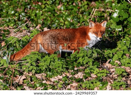 Red fox "Vulpes vulpes" full lenght side view showing front face and bushy tail. Wild animal on green undergrowth near River Dodder, Dublin, Ireland Royalty-Free Stock Photo #2429969357