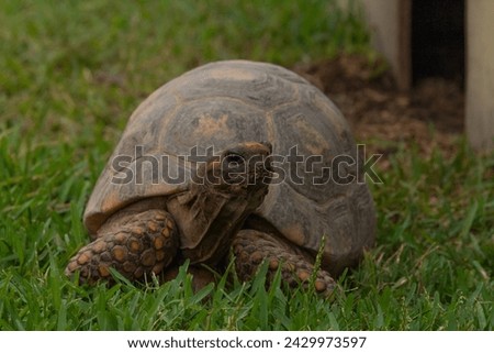 Domestic brown turtle in grass ground