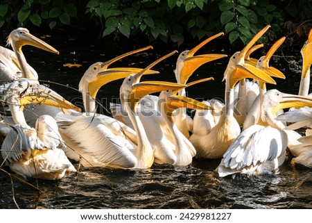 The Great White Pelican, Pelecanus onocrotalus also known as the rosy pelican is a bird in the pelican family. Royalty-Free Stock Photo #2429981227