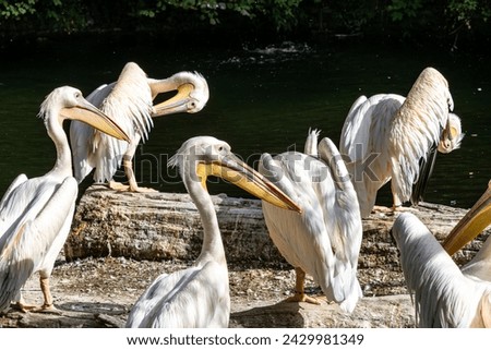 The Great White Pelican, Pelecanus onocrotalus also known as the rosy pelican is a bird in the pelican family. Royalty-Free Stock Photo #2429981349