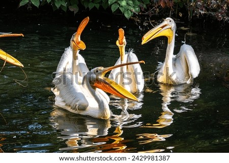 The Great White Pelican, Pelecanus onocrotalus also known as the rosy pelican is a bird in the pelican family. Royalty-Free Stock Photo #2429981387