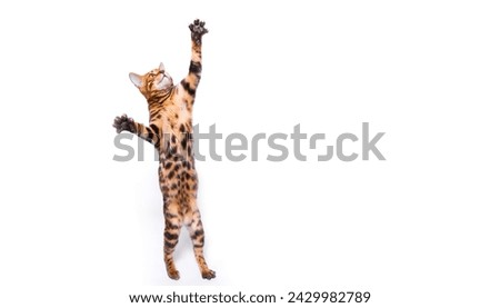 A red fluffy purebred Bengal cat stands on its hind legs on a white background. The cat reaches up with its front paws. Beautiful fluffy animal. Domestic cat. Isolated on a white background. 