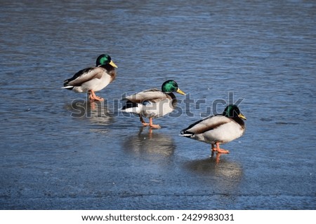 Duck with open wings on a pond. Duck flying over a pond. Duck with open wings. Wild duck. Wild Fauna Royalty-Free Stock Photo #2429983031