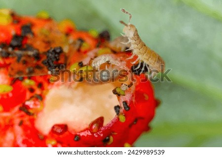 Flat backed millepede (latin name is Polydesmus angustus) eating strawberries in the garden. Royalty-Free Stock Photo #2429989539