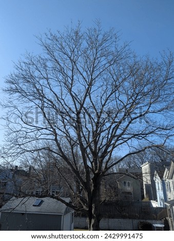 A maple tree in winter. Picture taken in New Haven Connecticut. 