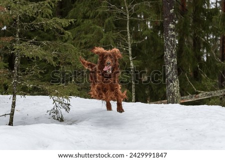 Irish setter on the hunt. Hunting dog in the forest. Hunting with a dog in winter. Royalty-Free Stock Photo #2429991847