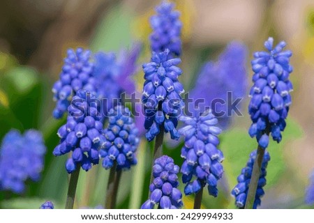 Muscari armeniacum ornamental springtime flowers in bloom, Armenian grape hyacinth flowering blue plants in spring time garden Royalty-Free Stock Photo #2429994933