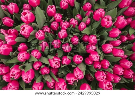 bright pink tulips top view Royalty-Free Stock Photo #2429995029