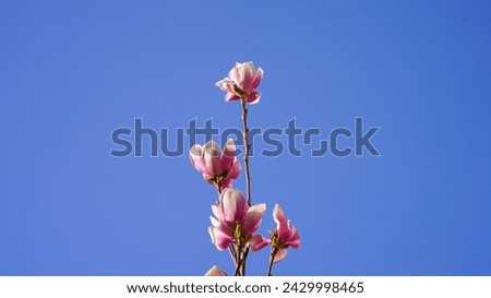 Close-up of magnolia flowers.
Branch of blooming magnolia against a springtime blue sky.