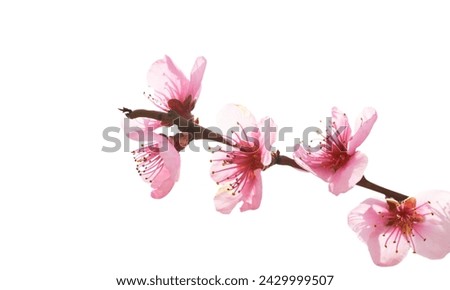 flowers in isolated background white
