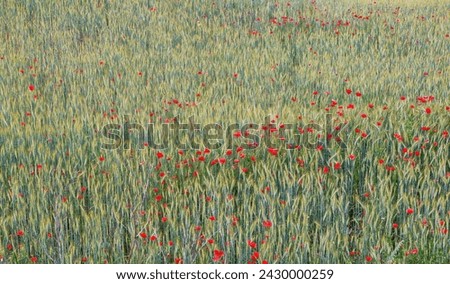 Blooming poppies in rye field in a  summer early evening.  Shallow focus. Light wind.