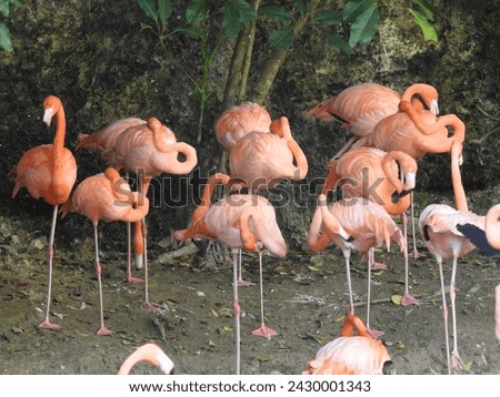 Animals. Caribbean flamingos or red flamingos in natural habitat