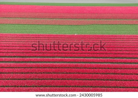 Aerial view of colorful Tulip fields during spring time.