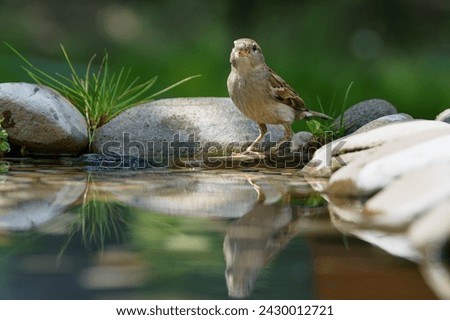 Young sparrow drinks from a bird's water hole. Czechia.