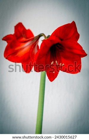 Red Amaryllis Flower head on a white background with a ligh blue Vignetting