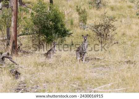 Kangaroos in nature, Kosciuszko Australia.