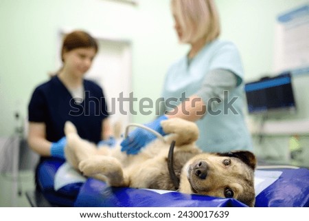 Dog having ultrasound scan of abdominal cavity during the examination in veterinary clinic. Pet health. Care animal. Pet checkup, tests and vaccination. Vets checking dog pregnancy. Royalty-Free Stock Photo #2430017639