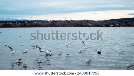 A flock of seagulls (Larus argentatus) on the lake.