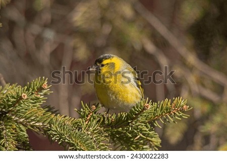 The male Eurasian siskin stands on a high spruce branch illuminated by the sun. Wonderful blurred background. Yellow and green colors of birds and trees. Europe, Serbia. European flora and fauna. Royalty-Free Stock Photo #2430022283