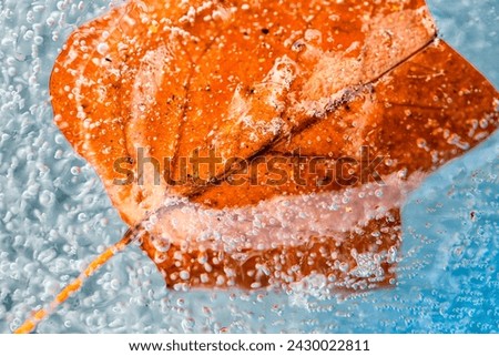 Closeup of colorful autumn leaf frozen in ice with air bubble texture 