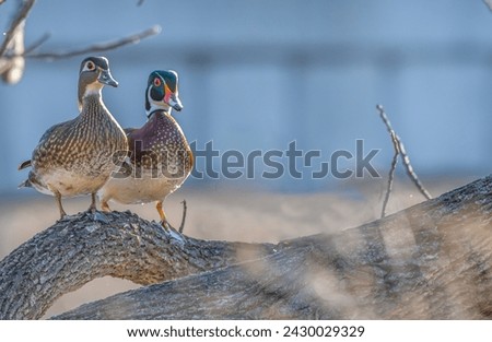 Pair of wood ducks perched on a tree branch.