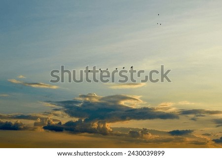 Birds were going back to their nest during the sunset. This is the sunset at the Zambezi river, Africa. this nice view can be use for background texture. beautiful  sunset picture in Africa.