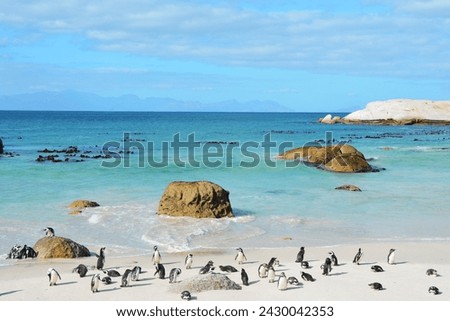Penguins at a South African Coast