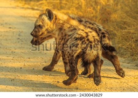Two spotted hyena cubs species Crocuta crocuta, playing along dirt road in Kruger National Park, South Africa. Iena ridens or hyena maculata outdoor.