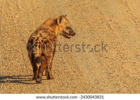 Spotted hyena cub standing on a dirt road in Kruger National Park, South Africa. Iena ridens or hyena maculata outdoor. Copy space.