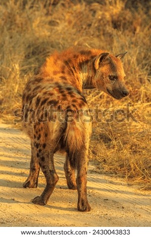 Adult spotted hyena walking on a dirt road in Kruger National Park, South Africa at sunset. Iena ridens or hyena maculata outdoor. Vertical shot.