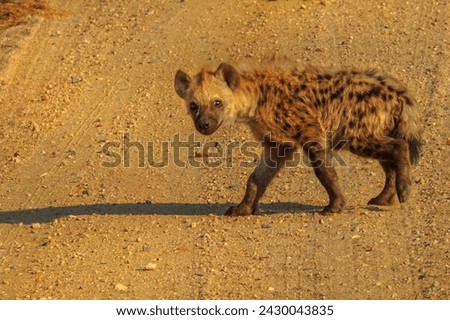 Spotted hyena cub runs through a dirt road in Kruger National Park, South Africa. Iena ridens or hyena maculata outdoor.