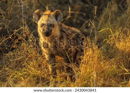 Spotted hyena cub standing in Kruger National Park, South Africa. Iena ridens or hyena maculata in nature grassland habitat. Dry season.