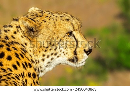 Portrait of cheetah species Acinonyx jubatus, family of felids, in South Africa. Side view of african cheetah on blurred background in natural habitat. Side view.