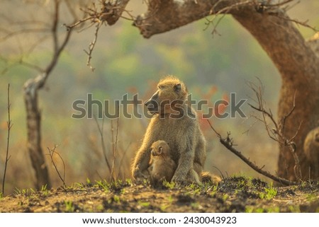 Cute Chacma Baboon mum with baby, species Papio ursinus, sitting on the tree in nature forest. Cape baby baboon hugs mom. Game drive safari in Hluhluwe-iMfolozi Reserve, South Africa. Copy space.
