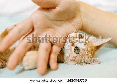 An adorable orange kitten lying on its back playfully nibbling on a human's finger, showcasing a moment of trust and play. Royalty-Free Stock Photo #2430045735