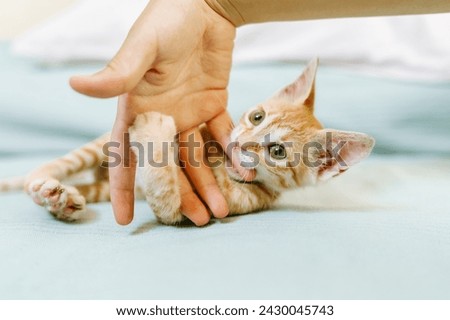 A close view of a playful orange striped kitten biting a person's hand gently during a playful interaction. Royalty-Free Stock Photo #2430045743