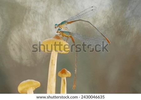 Dragonflies are insects that have many types, shapes and colors, usually living in watery places, riverbanks, lakes or swamps. This is one type of dragonfly on the island of Kalimantan