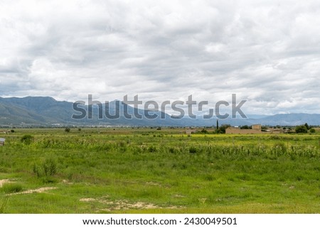 beautiful rural landscape, with green crops, pine trees and mountains in the background,cloudy day
