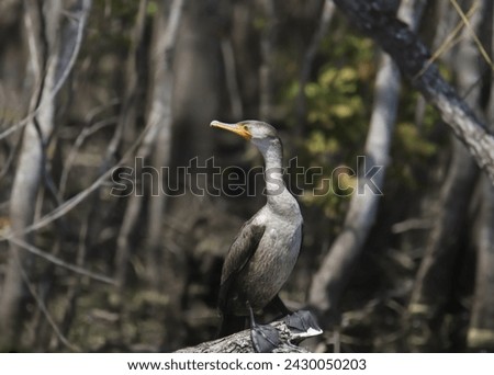 Double-crested Cormorant (immature) (phalacrocorax auritus) perched on branch at the edge of a swamp Royalty-Free Stock Photo #2430050203