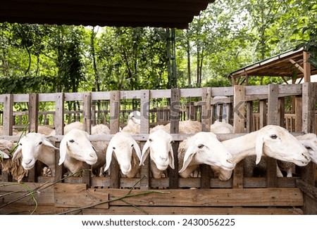 Sheep looking through a fence in sheepfold. Royalty-Free Stock Photo #2430056225
